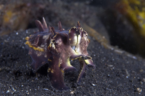 FlamboyantCuttlefish4