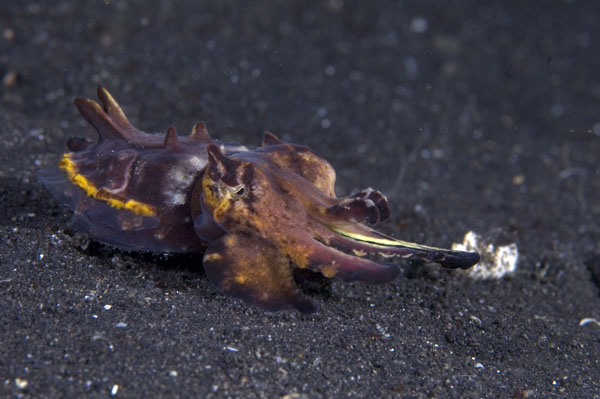 FlamboyantCuttlefish5