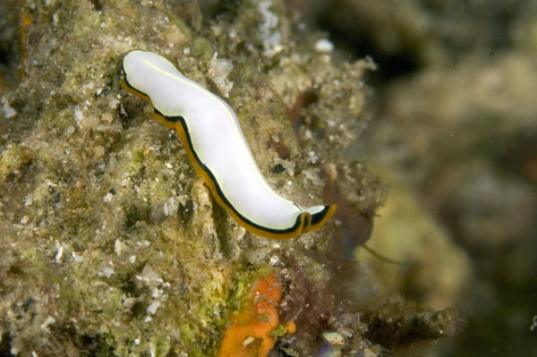 Flatworm1