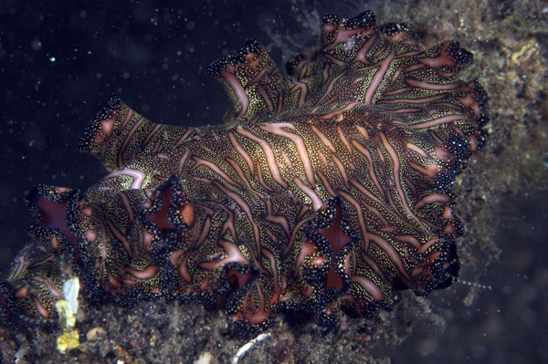 Flatworm2