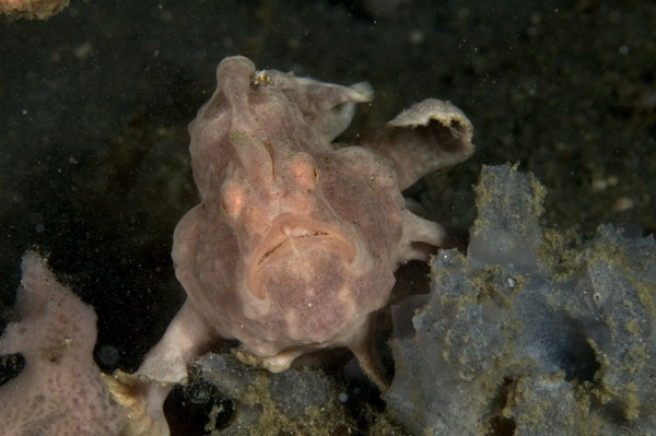 Frogfish10