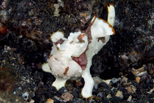 Frogfish2