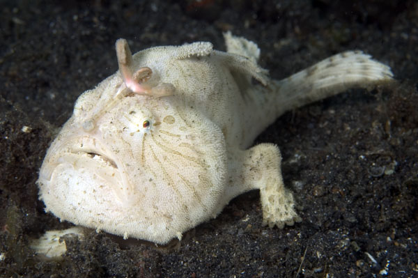 Frogfish4