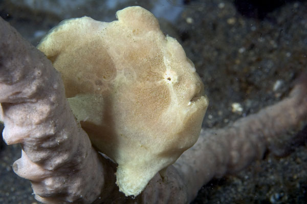 Frogfish5