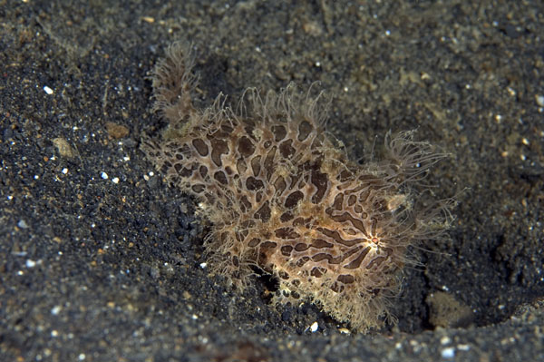 Frogfish9