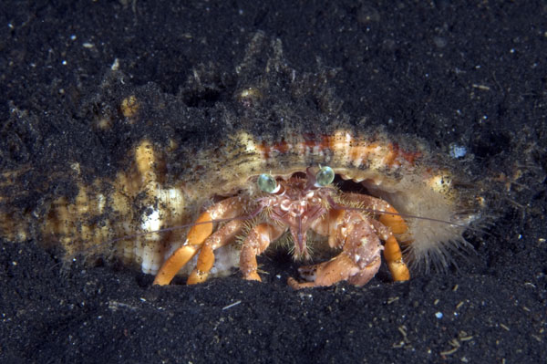 Hermit3