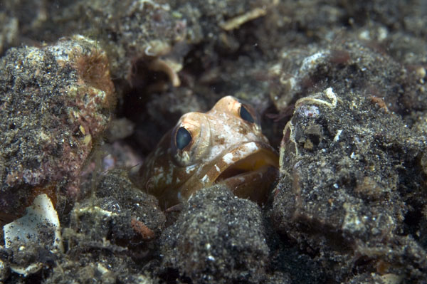 Jawfish