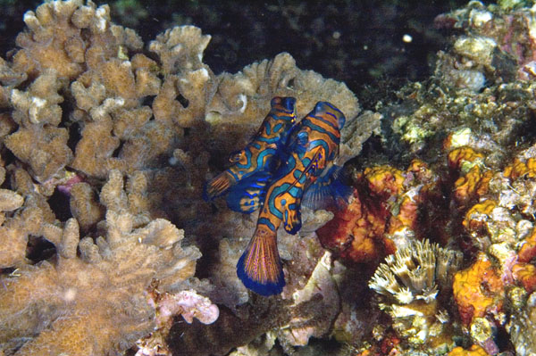Mandarin3