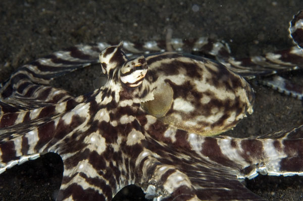 MimicOctopus1