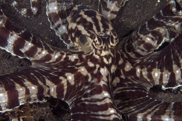 MimicOctopus2