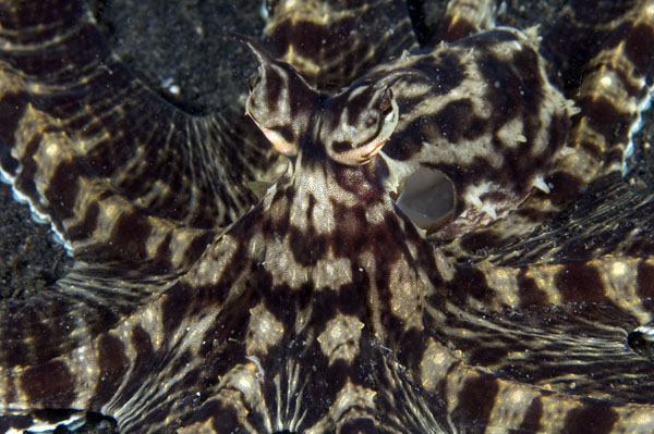 MimicOctopus3