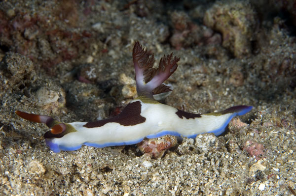 Nudibranch1