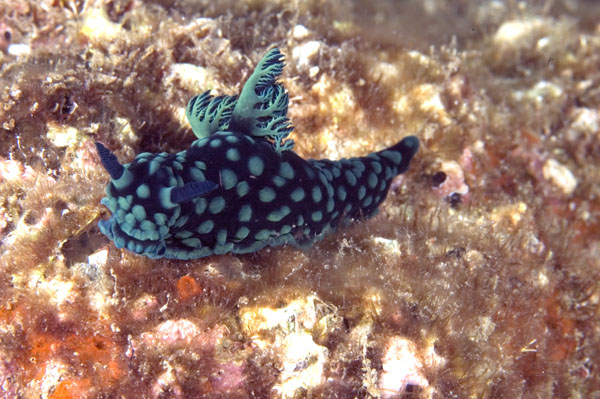 Nudibranch2