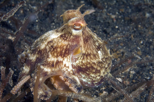 Octopus2