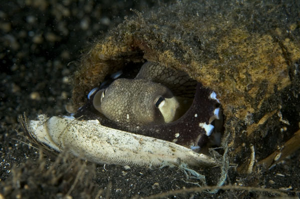 Octopus3