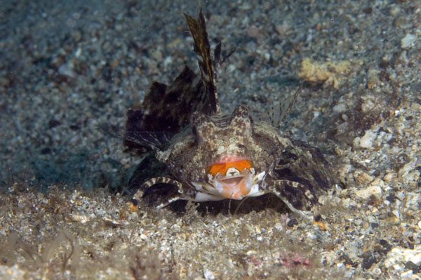 OrangeAndBlackDragonet2