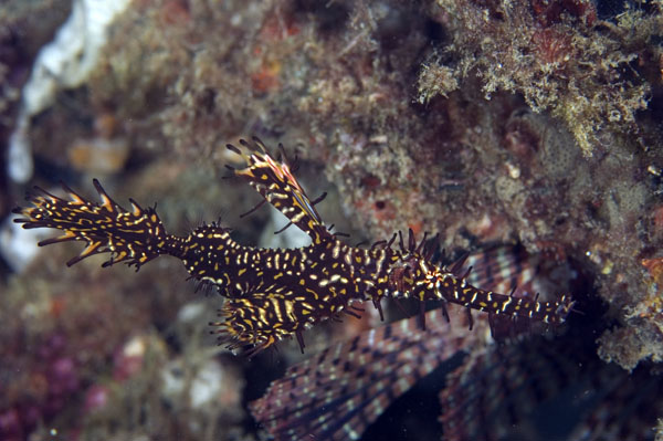 OrnateGhostPipefish2