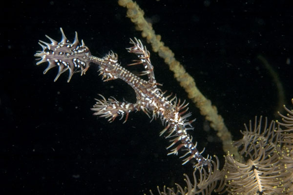 OrnateGhostPipefish3