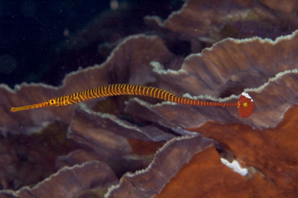Pipefish2