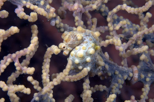 PygmySeahorse2