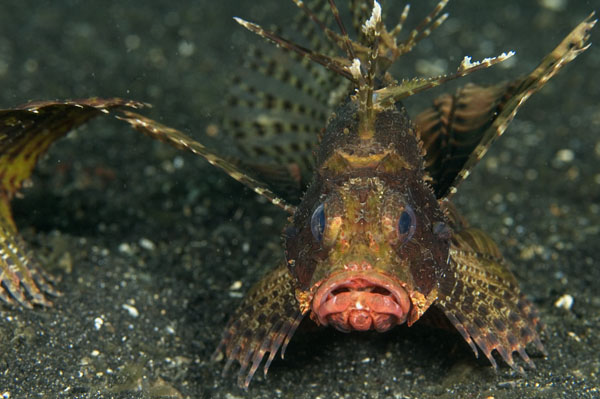 ShortfinLionfish2