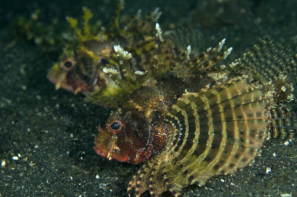 ShortfinLionfish3