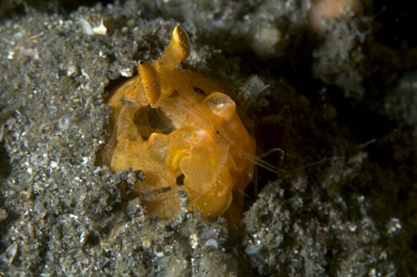 Shrimp3