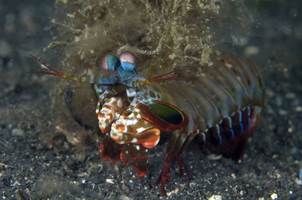 Shrimp4