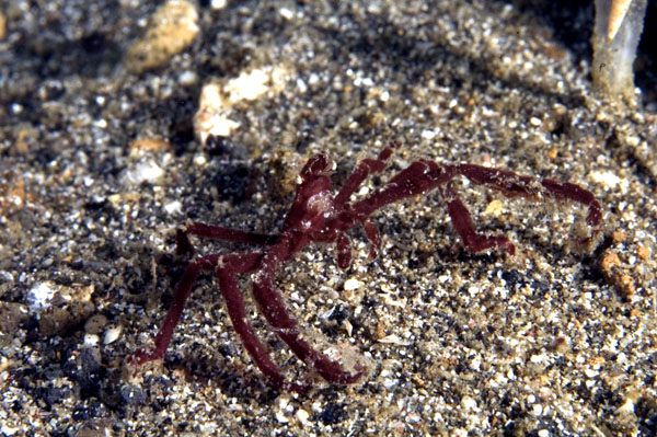 SpiderCrab1