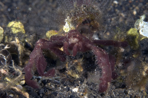 SpiderCrab2
