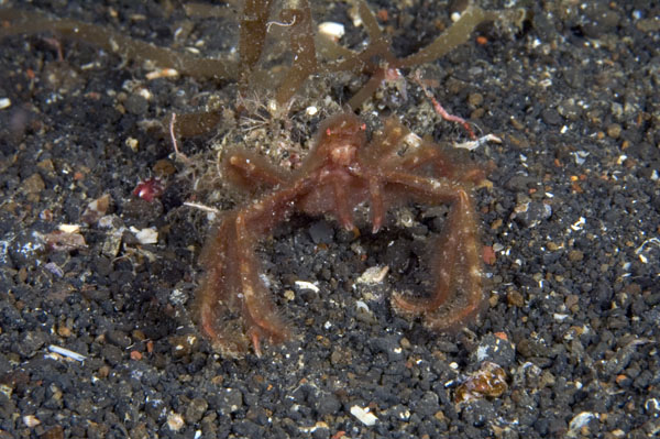 SpiderCrab3