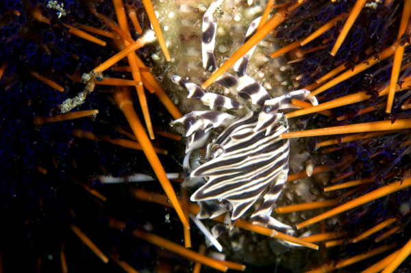 UrchinCrab1