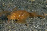 AmbonScorpionfish1