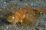 AmbonScorpionfish2