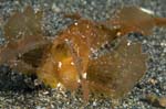 AmbonScorpionfish3