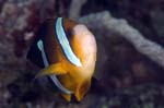 AnemoneFish1