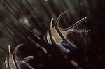 Banggai2