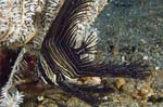 BataviaSpadefish1