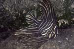 BataviaSpadefish2