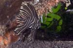 BataviaSpadefish3