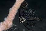 BataviaSpadefish4