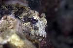 Blenny