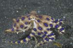 BlueRingedOctopus1