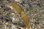 BlueRingedOctopus2
