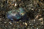 BobtailSquid