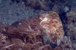 CommonCuttlefish1