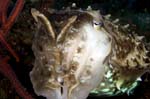 CommonCuttlefish2