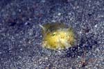 Cowfish1