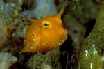Cowfish2