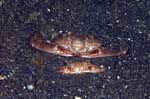 Crab1